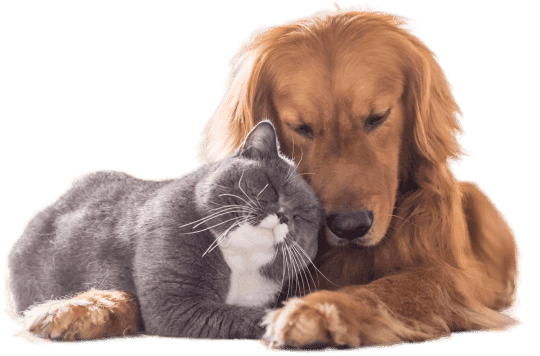 dog-and-cat.png