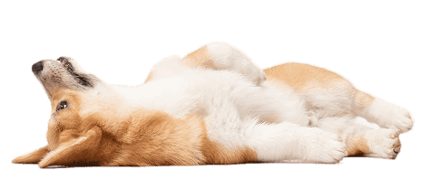mini-korgi